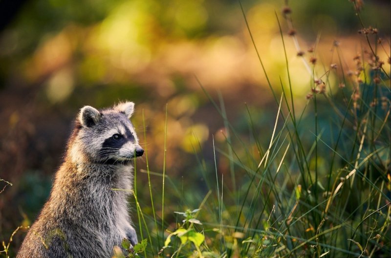 Весенний енот