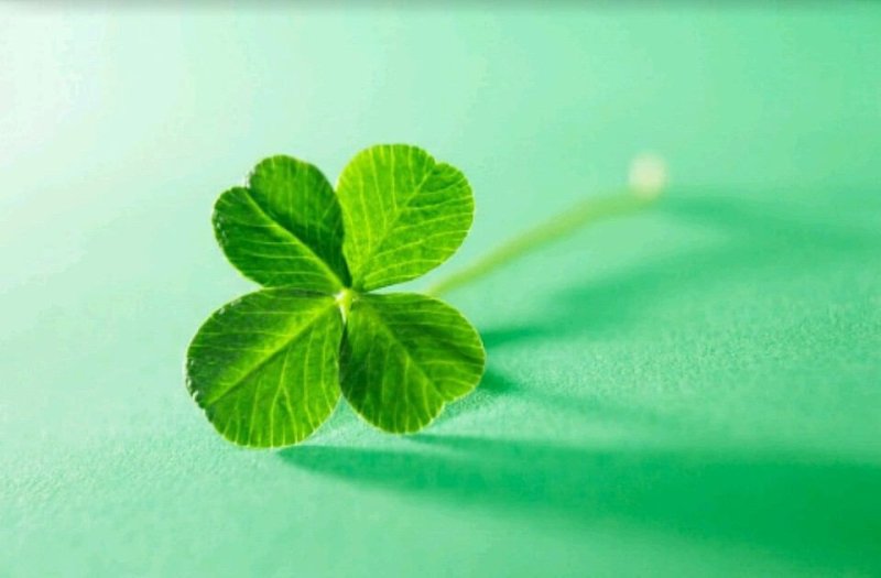 Клевер с 4 лепестками