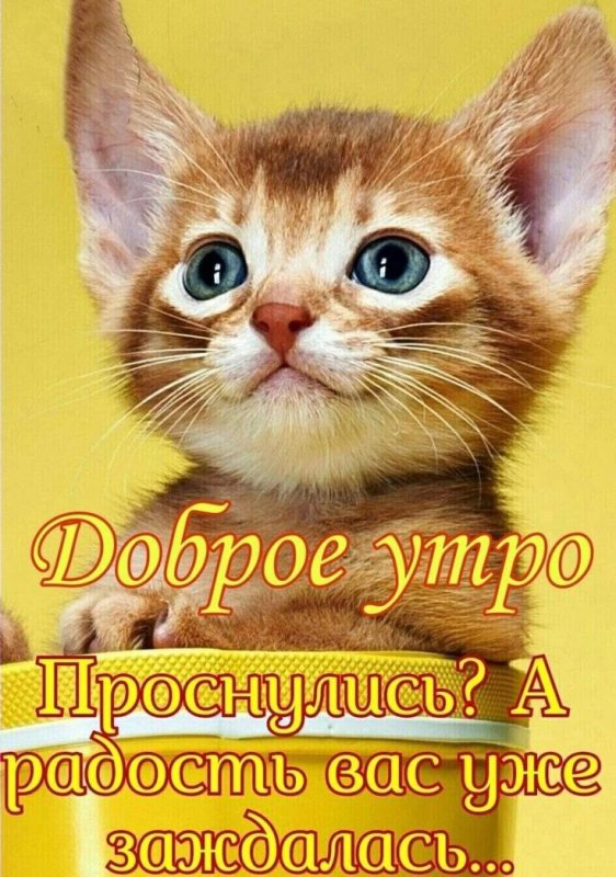 Веселые котята
