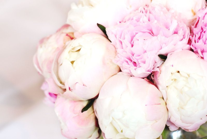 Пион маршмеллоу бутон