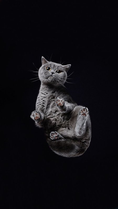 Смешные заставки на телефон