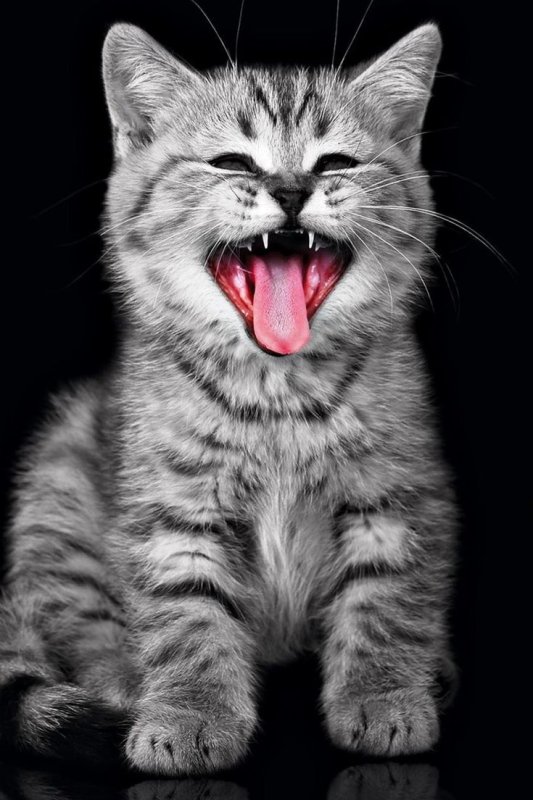 Веселый кот