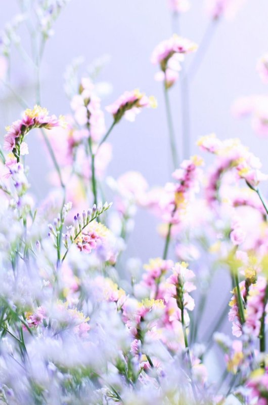 Весенние цветы