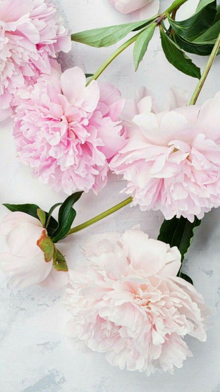 Пионы Софи Арден