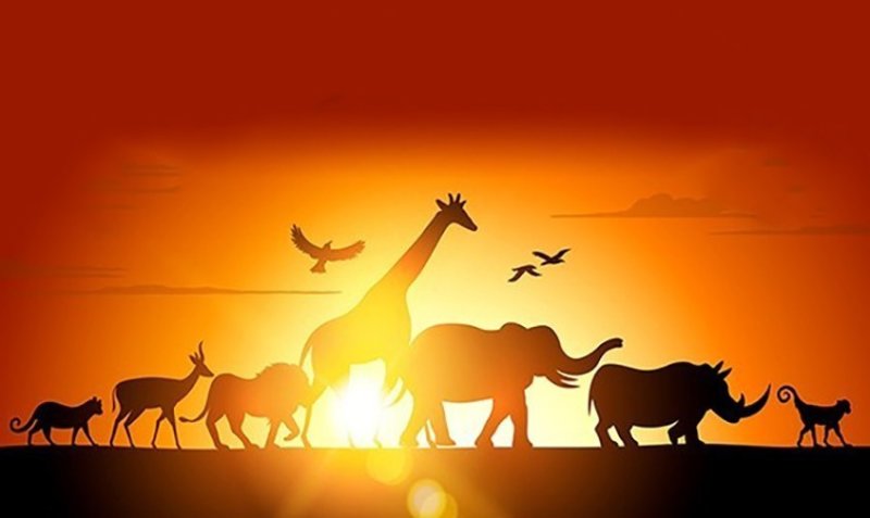 Программа в мире животных