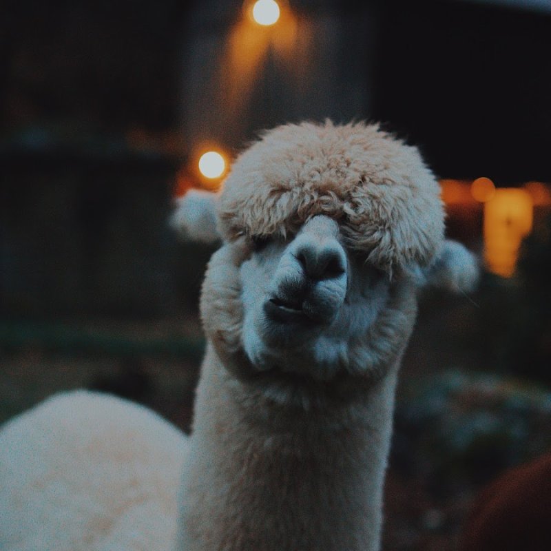 Верблюд и лама