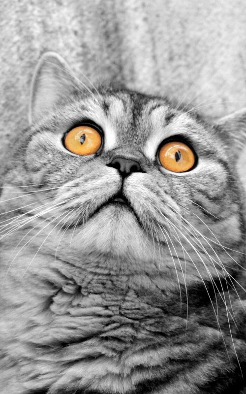 Кошачья морда