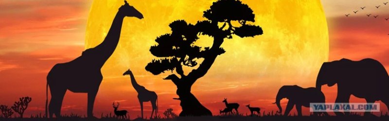 В мире животных заставка