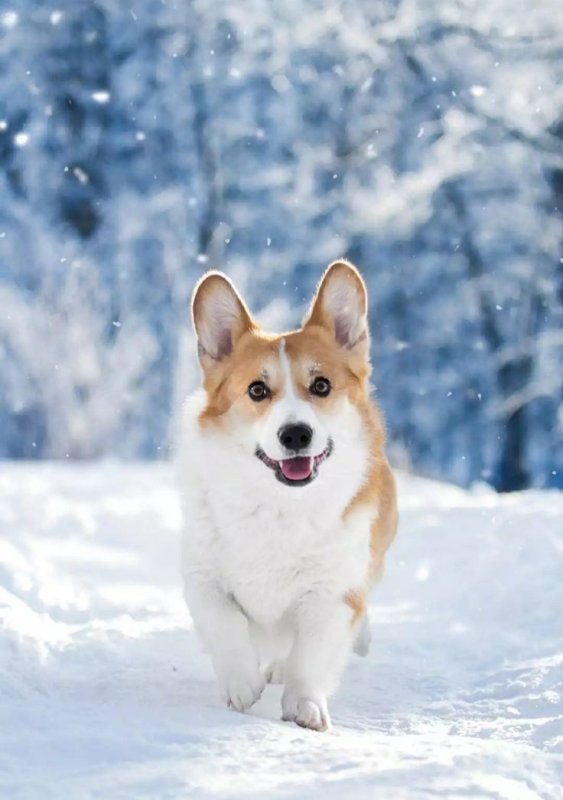 Вельш-корги пемброк