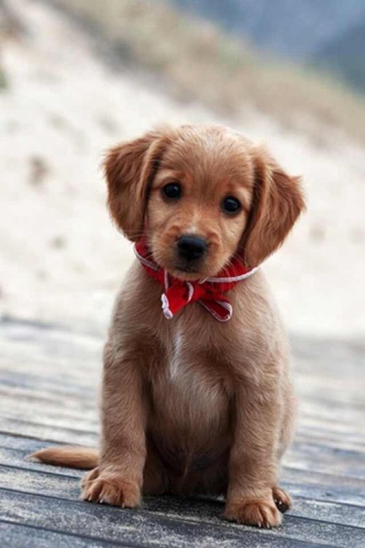 Красивые маленькие собачки