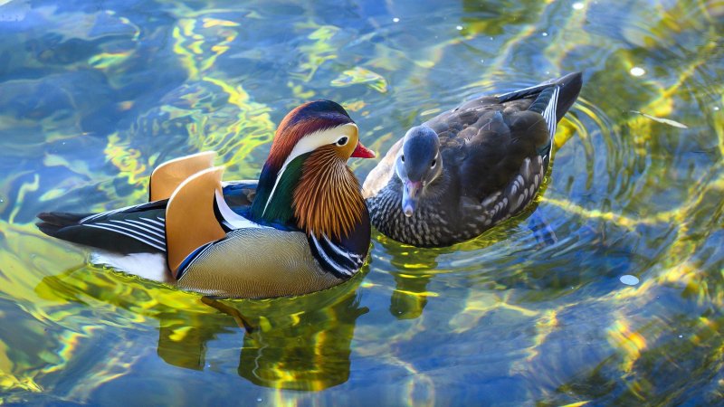 Водоплавающие птицы утка Мандаринка