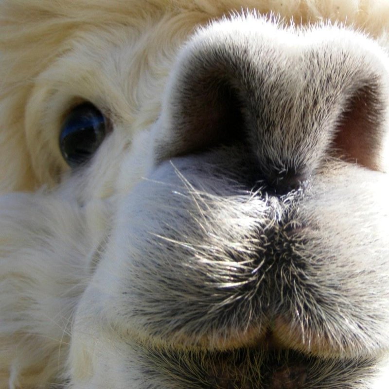 Альпака заставка