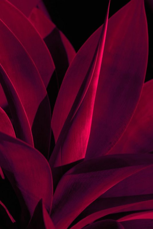 Темно бордовые цветы