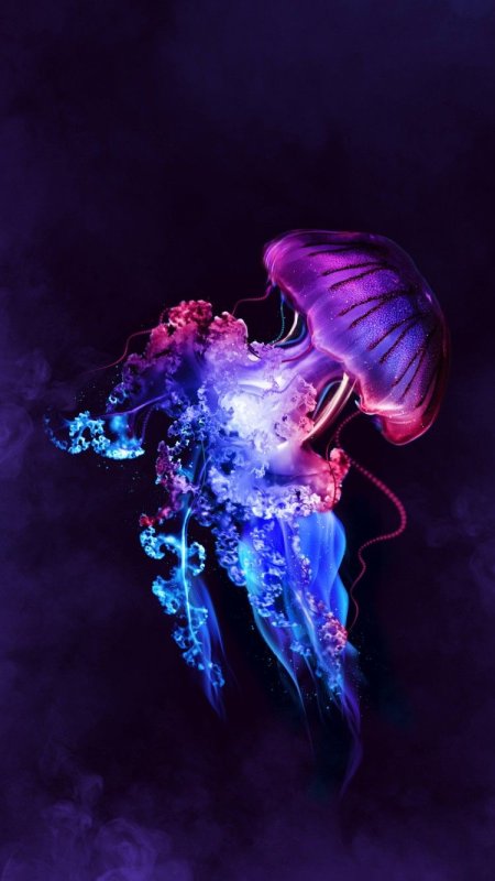 Медузы 4к