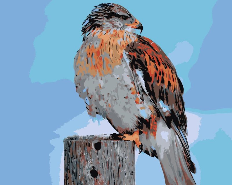 Королевский канюк