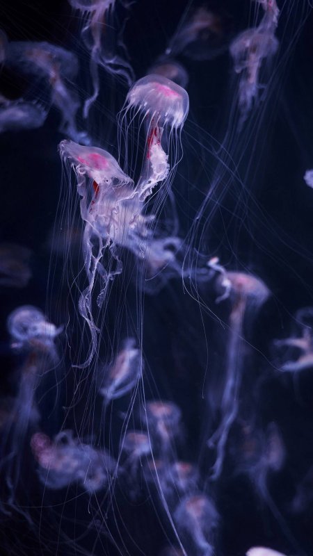 Медузы Эстетика