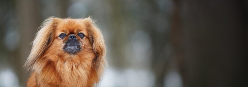 Пекинес породы собак