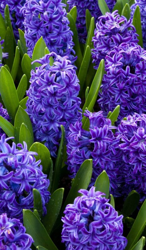 Гиацинт Пурпл Прайд