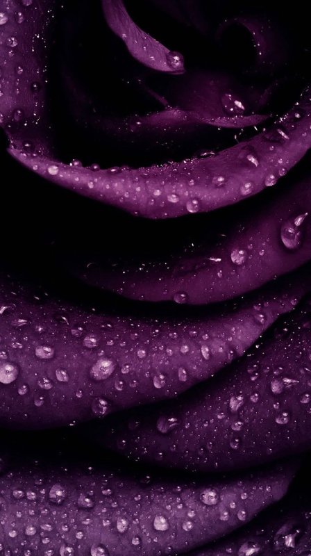 Сиреневые цветы