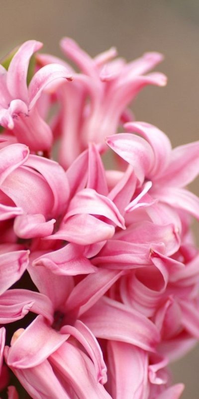 Гиацинт обои на телефон