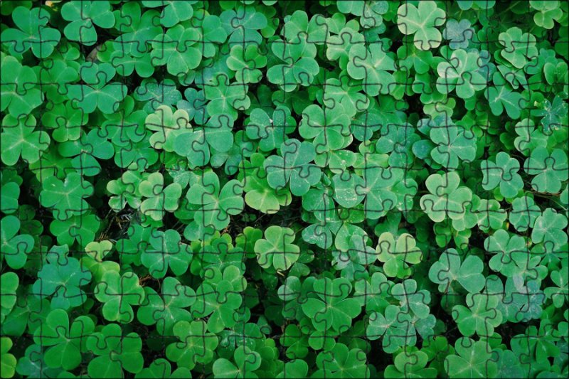 Клевер трилистник растение