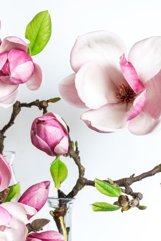 Цветущая Магнолия