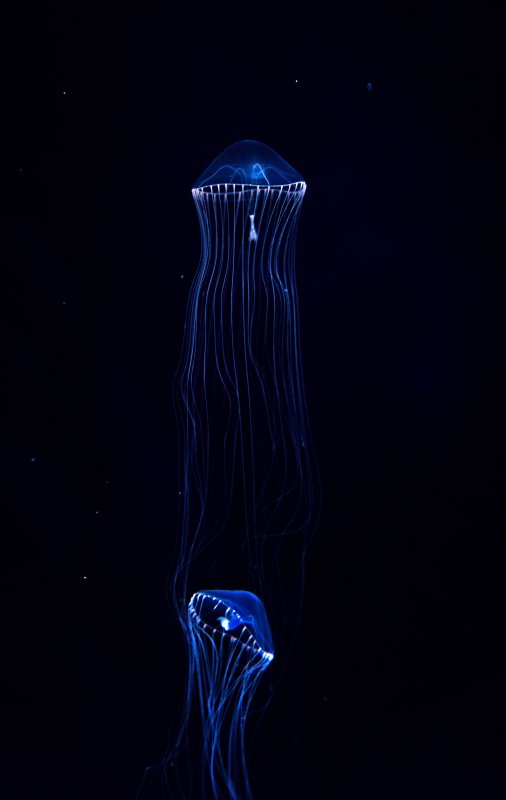Подводный мир медузы