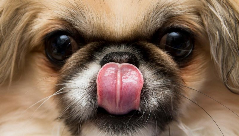 Пекинес породы собак