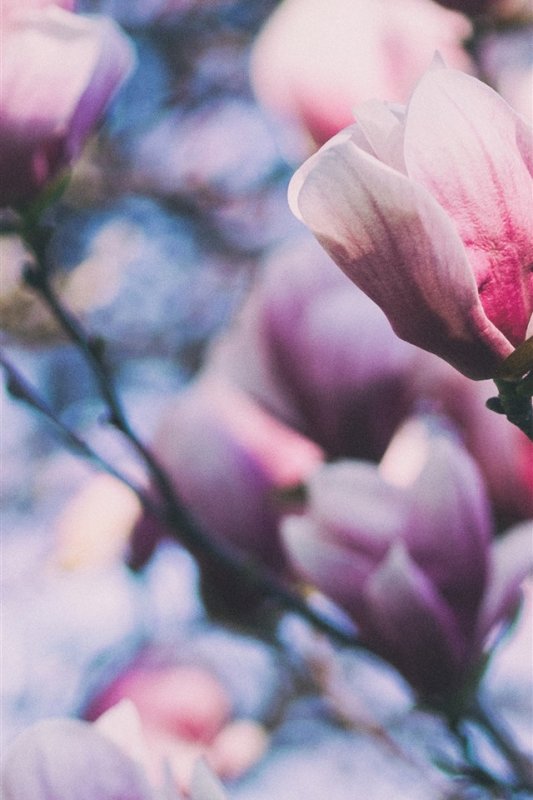 Магнолия обои на айфон