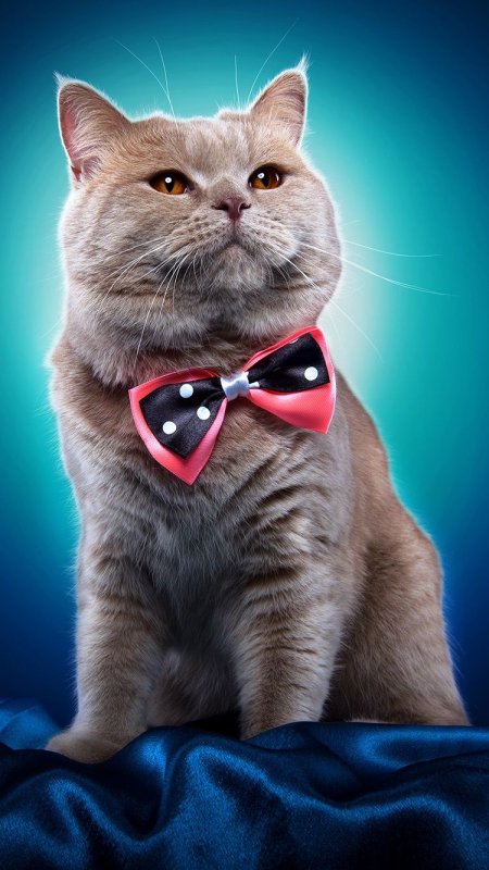 Кот в очках