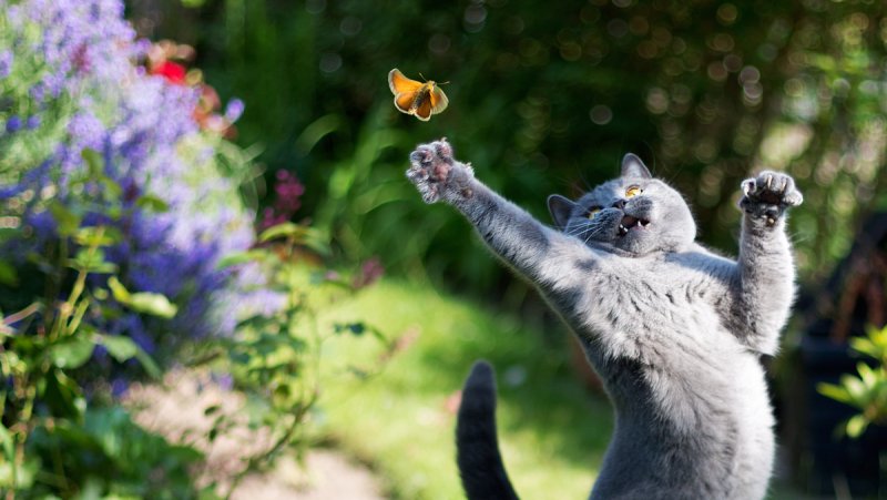 Котик радуется