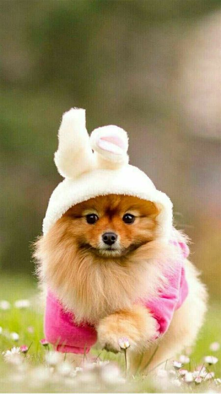 Красивые щенки