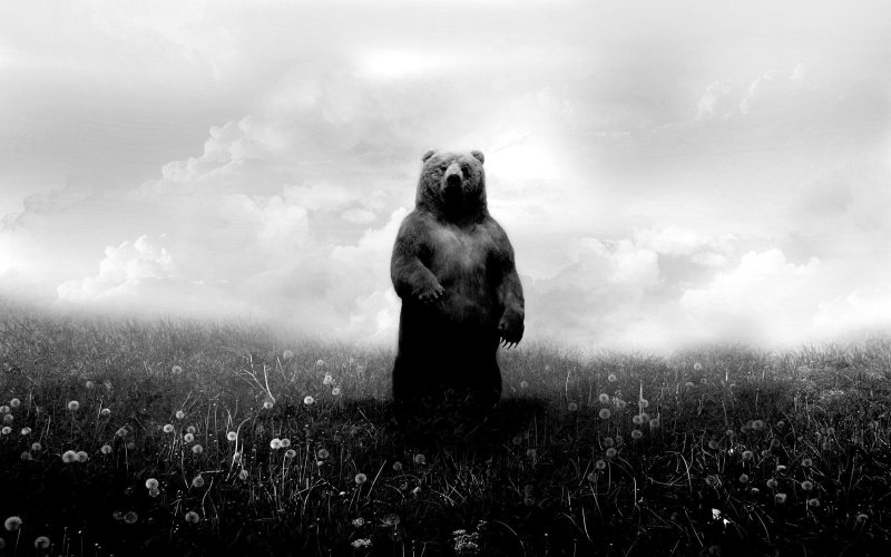 Медведь арт