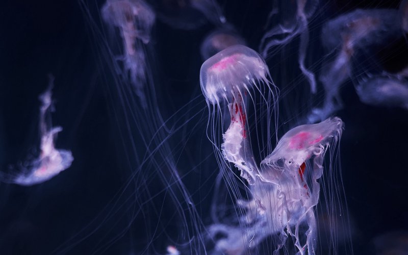 Медузы 4к