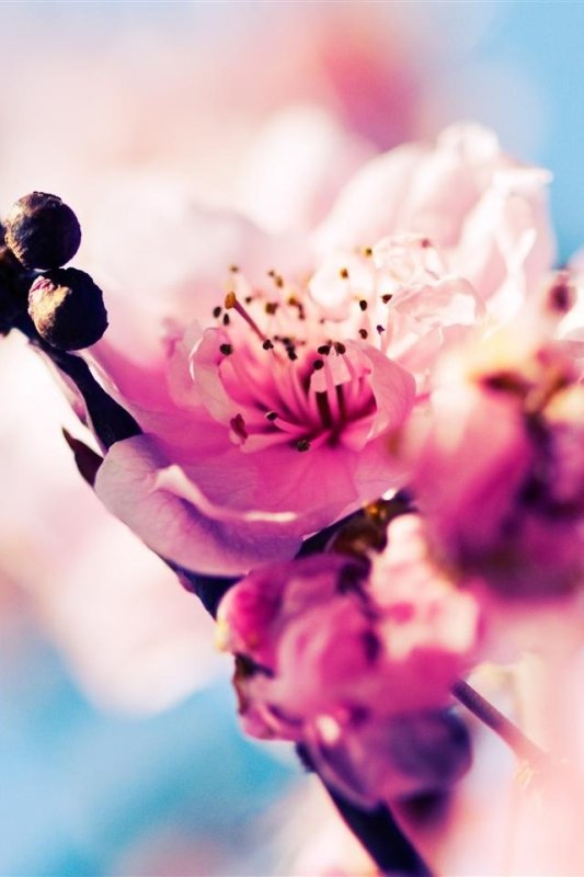 Цветы Сакуры