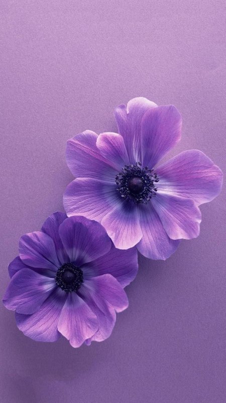 Сиреневые цветы