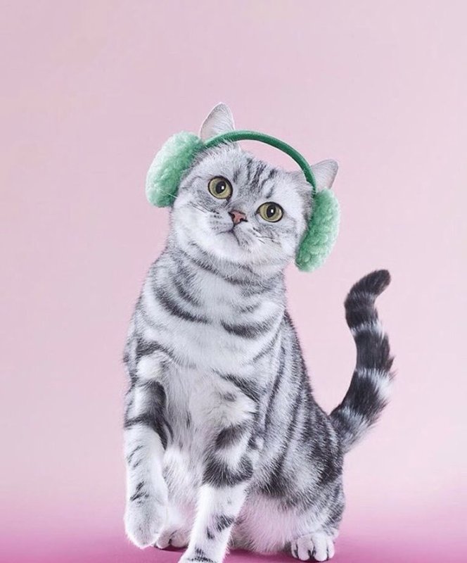 Заставки на телефон коты