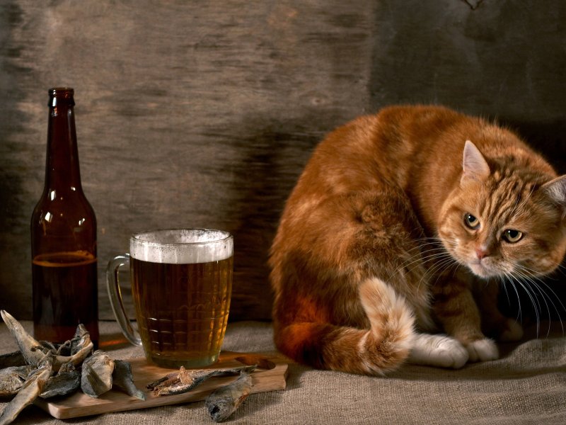 Пятничный котик