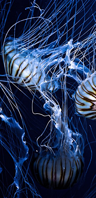 Подводный мир