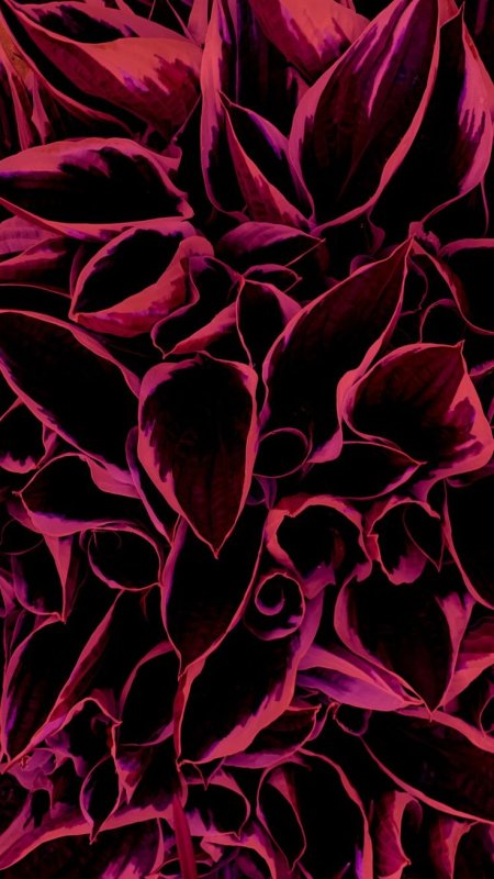 Бордовые цветы