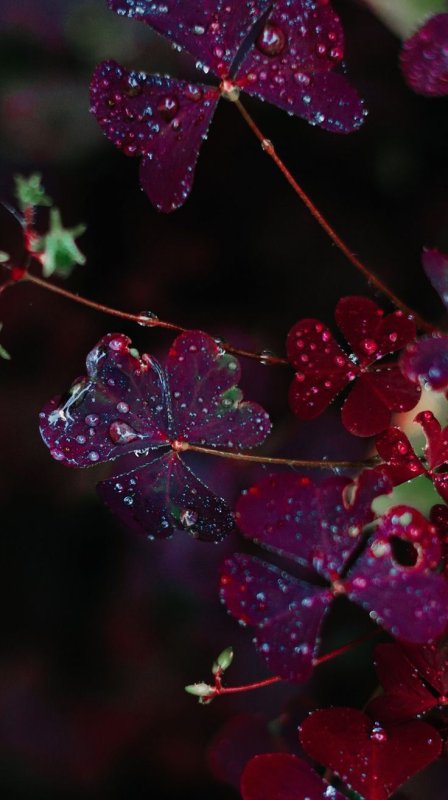 Бордовый цвет в природе