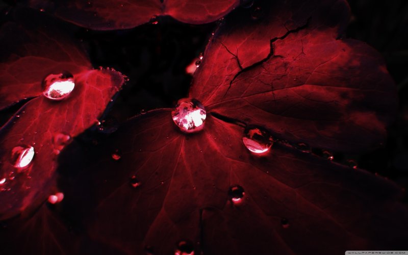 Красивый красный