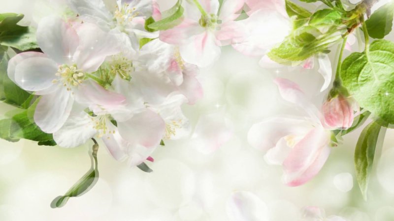 Нежный цветок