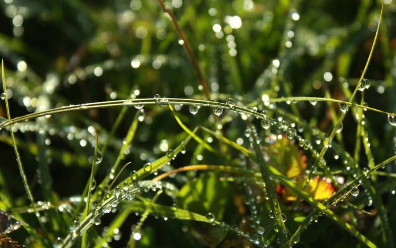 Утренняя роса на траве