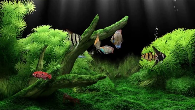 Аквариум 3д