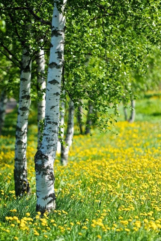 Лес берёзовый летом