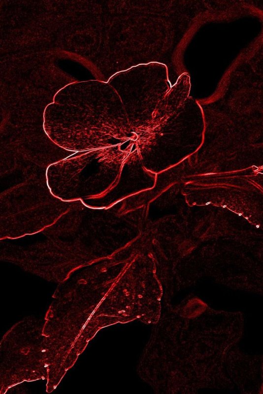 Бордовые цветы