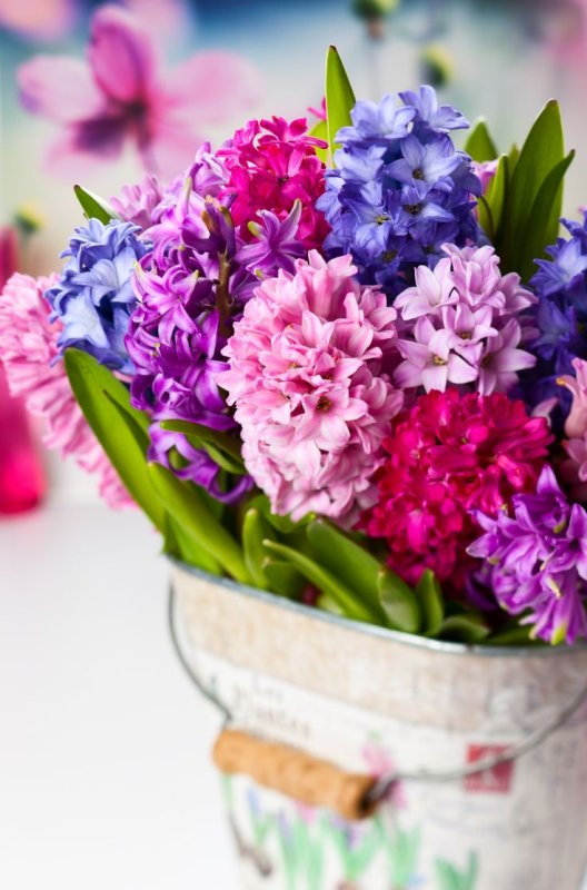 С днем рождения гиацинты