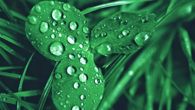 Роса на траве