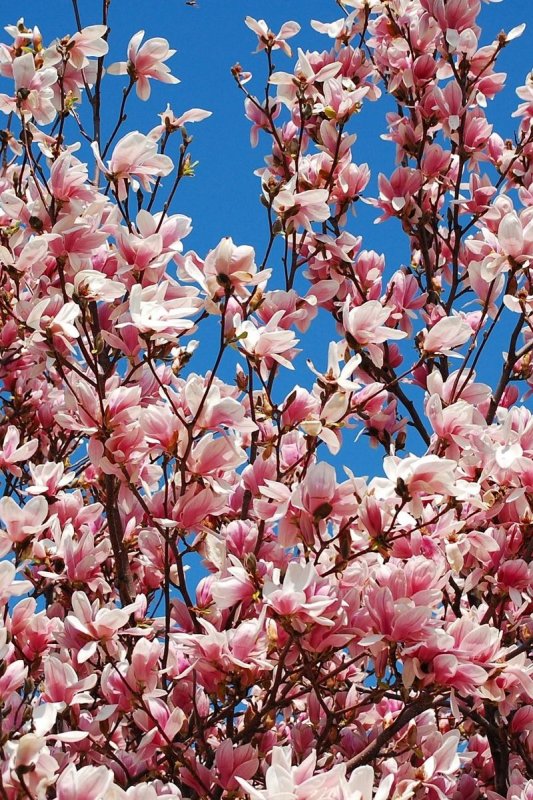 Магнолия обои на айфон
